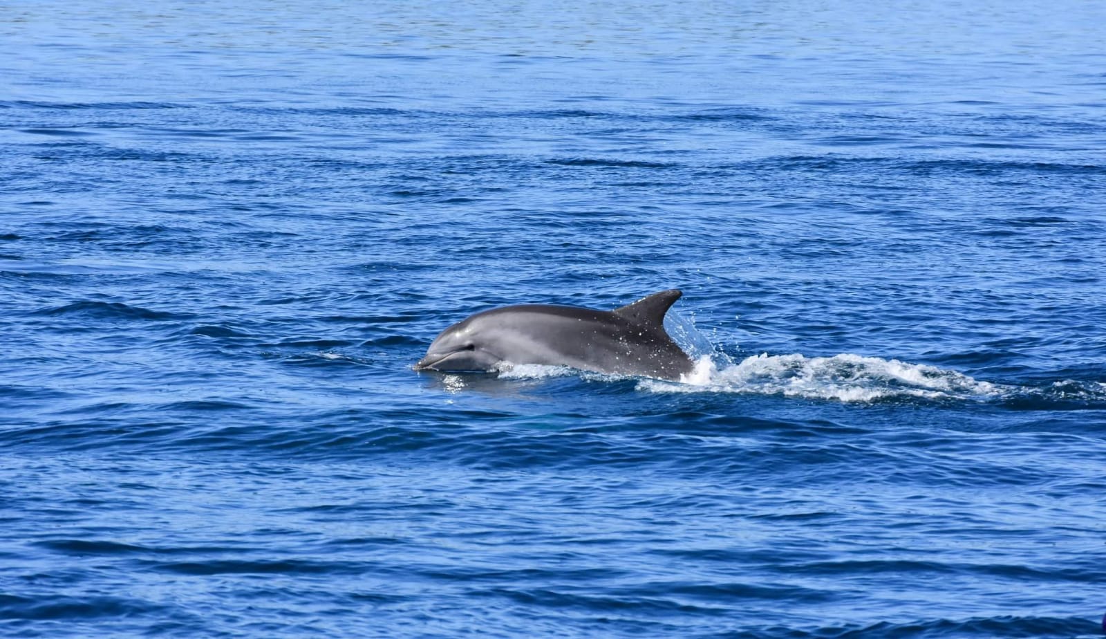 Dolphin Watching – EARLY MORNING 04 - Kornatica
