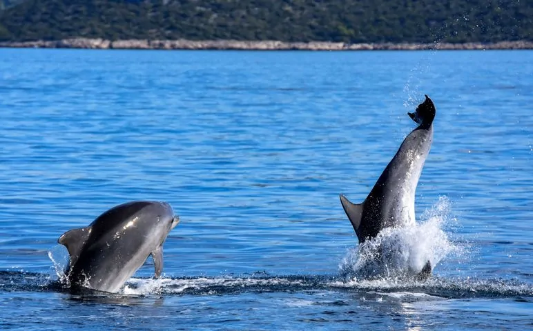 Dolphin Watching Tour 02 - Kornatica