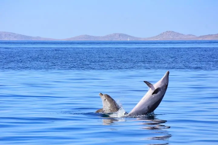 Dolphin Watching Tour 04 - Kornatica