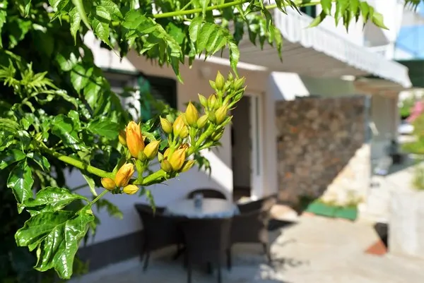 Mate Slanica Plavi 2+1 - Kornatica