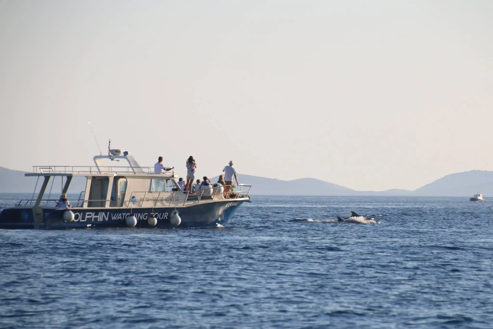 Dolphin Watching Tour 07 - Kornatica
