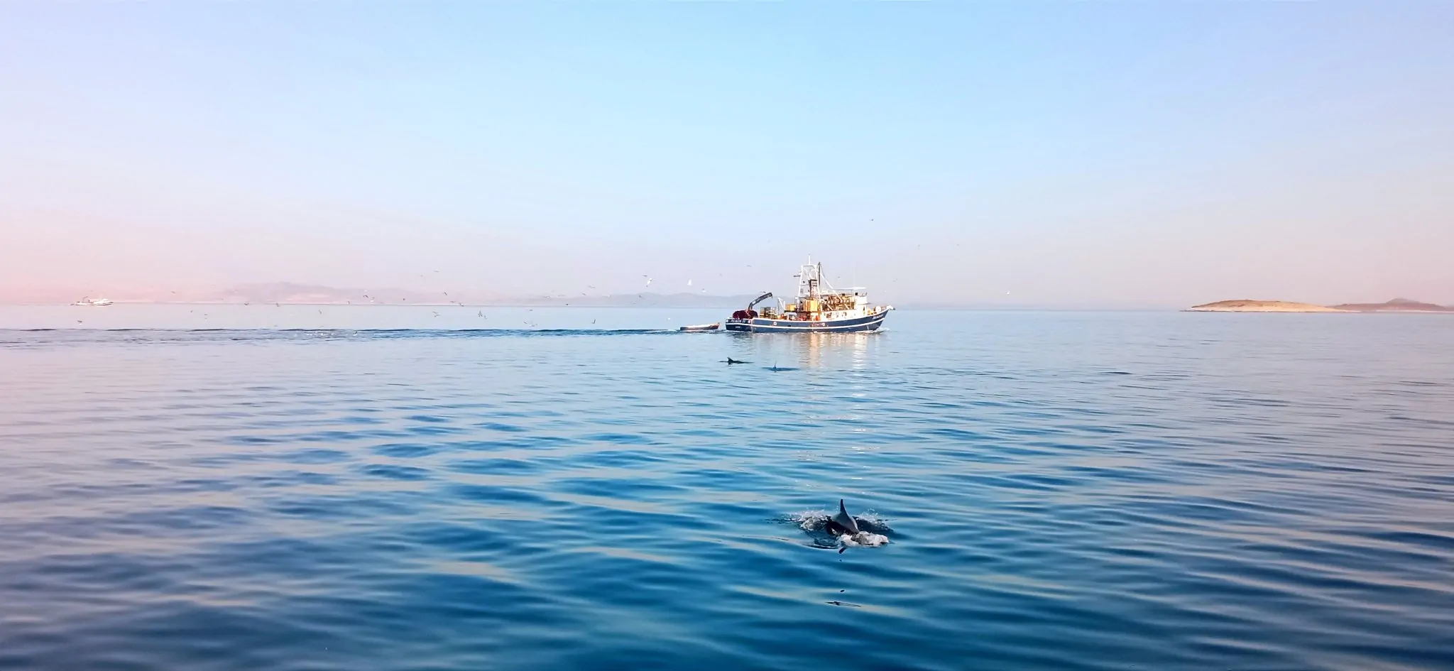 Dolphin Watching – EARLY MORNING 02 - Kornatica