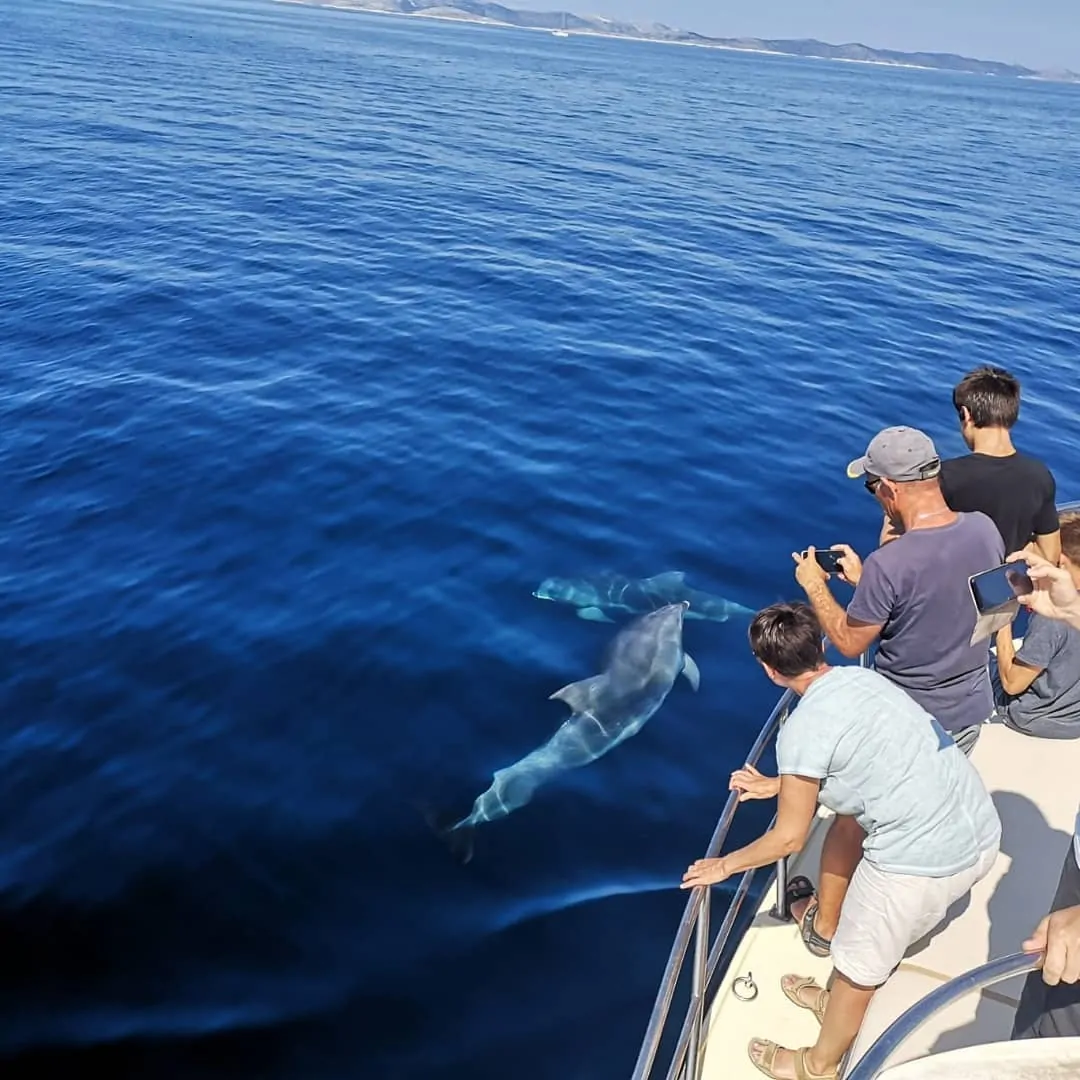 Dolphin Watching – EARLY MORNING 05 - Kornatica