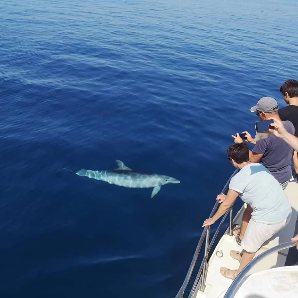 Dolphin Watching Tour 08 - Kornatica